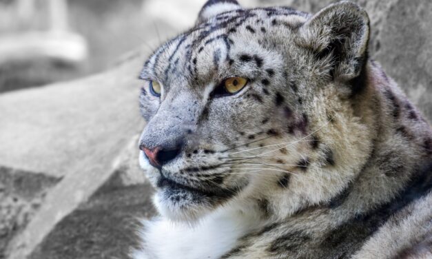 INDIA PLANS TO COUNT ITS SNOW LEOPARD POPULATION