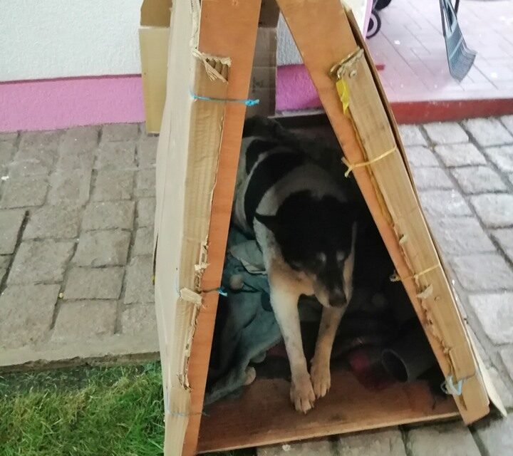 CHILE PROTESTS: OIPA RESCUES THE MOST VULNERABLE DOGS