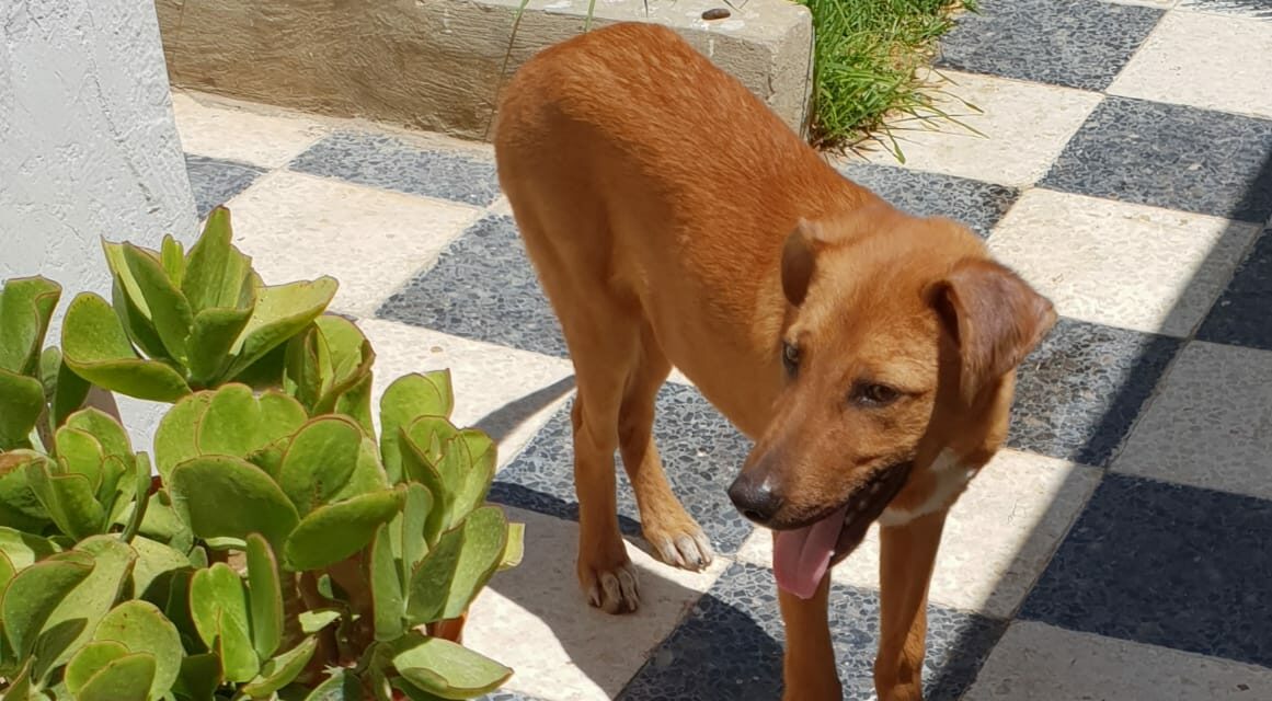 JOY, MICKY AND SAMI: THREE NICE DOGS RESCUED BY OIPA IN TUNISIA