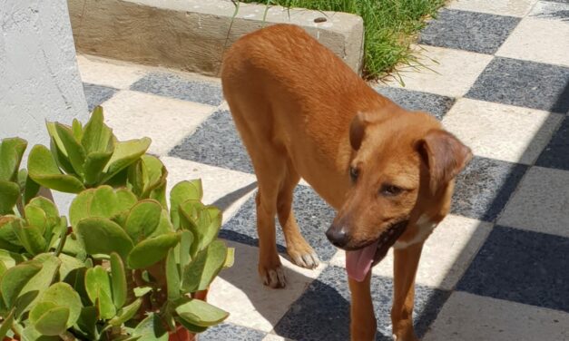 JOY, MICKY AND SAMI: THREE NICE DOGS RESCUED BY OIPA IN TUNISIA