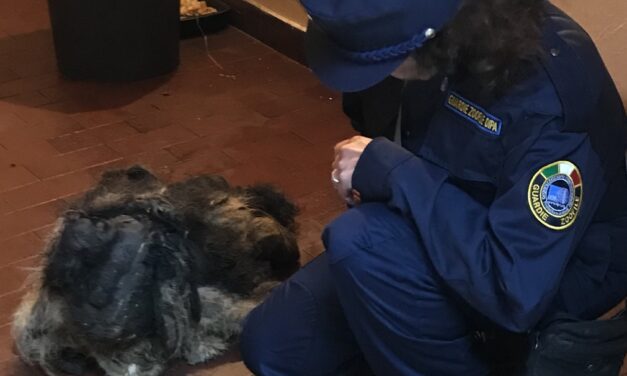 LOCKED IN A DARK GARAGE, ENTIRELY COVERED WITH LAYERS OF DIRT, FECES AND HAIRS: THE OIPA BRESCIA ANIMAL CONTROL OFFICERS SEIZED AN ELDERLY DOG