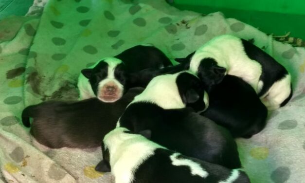 ABANDONED IN A CARDBOARD BOX NEXT TO A DUMPSTER. OIPA TUNISIE SAVES A LITTER OF SIX PUPPIES