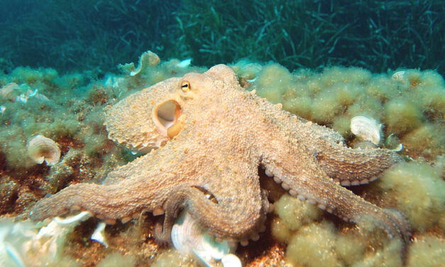 OCTOPUS FARMING: ANOTHER STEP TOWARDS AN ENVIRONMENTAL CATASTROPHE