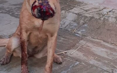 THE RESCUE AND NEUTER CENTER THAT WAS SUPPOSED TO TAKE CARE OF AZERBAIJANI STRAY DOGS IS ACTUALLY KILLING THEM
