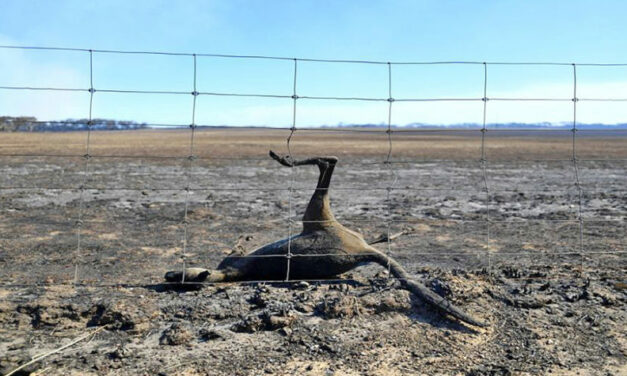 OVER HALF A BILLION ANIMALS KILLED IN AUSTRALIA’S BUSHFIRES