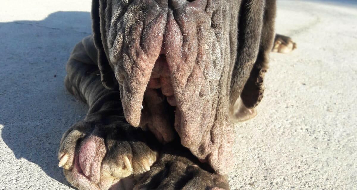 A NEAPOLITAN MASTIFF WITH MAGGOTS EATING HER FLESH WAS RESCUED BY OIPA ITALY’S VOLUNTEERS