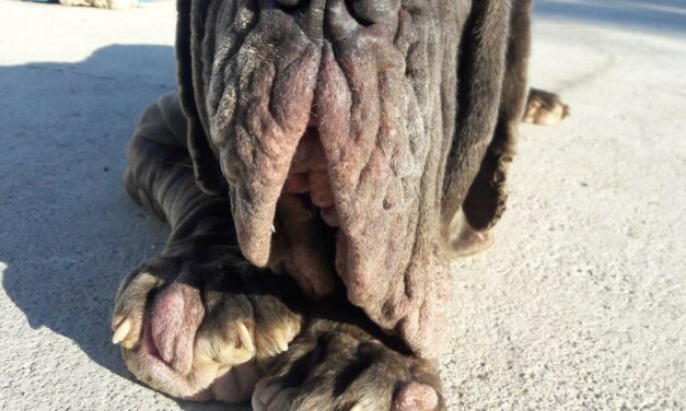 A NEAPOLITAN MASTIFF WITH MAGGOTS EATING HER FLESH WAS RESCUED BY OIPA ITALY’S VOLUNTEERS