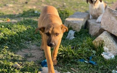 AZERBAIJAN IS KILLING STRAY DOGS, CAN YOU HELP OIPA INTERNATIONAL PROTECT THEM?