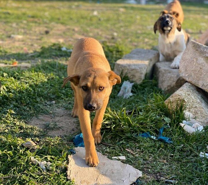 AZERBAIJAN IS KILLING STRAY DOGS, CAN YOU HELP OIPA INTERNATIONAL PROTECT THEM?