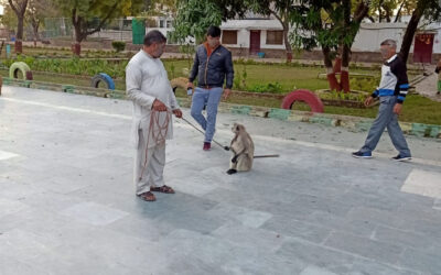 OIPA INDIA SAVES A LANGUR KEPT IN A SCHOOL WITH A ROPE AROUND HIS NECK