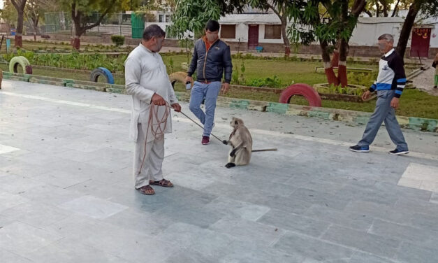 OIPA INDIA SAVES A LANGUR KEPT IN A SCHOOL WITH A ROPE AROUND HIS NECK