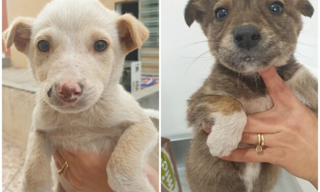 TWO ADORABLE PUPPIES AND A KITTEN SAVED BY OPIA TUNISIE FIND A FOREVER HOME