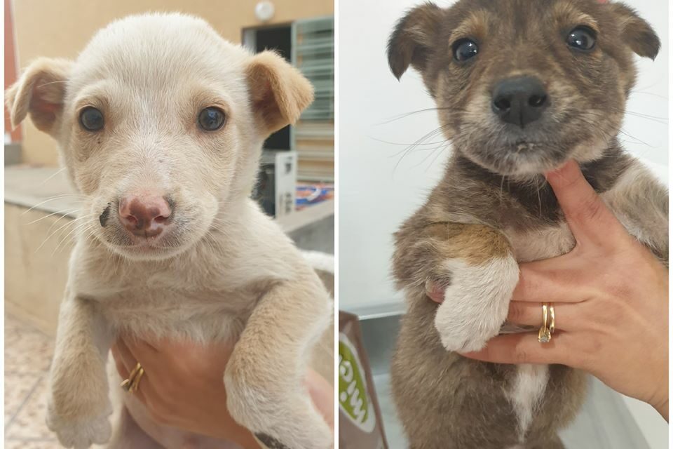 TWO ADORABLE PUPPIES AND A KITTEN SAVED BY OPIA TUNISIE FIND A FOREVER HOME