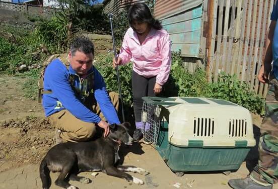 OIPA CHILE IS READY TO ORGANIZE A NEW ANIMAL RESCUE TRAINING AND LOOKS FOR HIGHLY MOTIVATED VOLUNTEERS