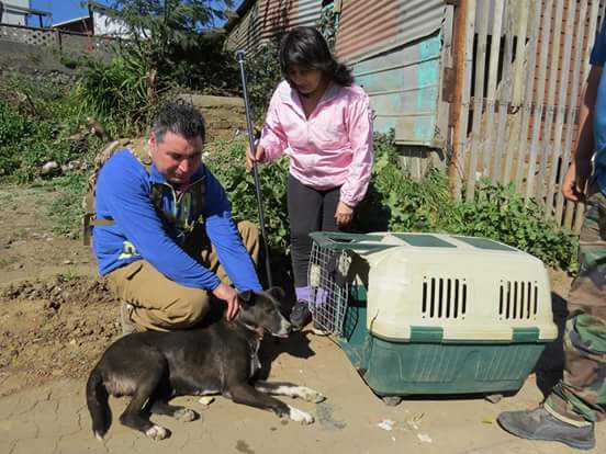 OIPA CHILE IS READY TO ORGANIZE A NEW ANIMAL RESCUE TRAINING AND LOOKS FOR HIGHLY MOTIVATED VOLUNTEERS