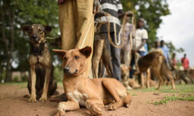 OIPA KENYA LAUNCHES A NEW AMBITIOUS PROGRAM: ANTI-RABIES VACCINATIONS AND SPAY/NEUTER ASSISTANCE