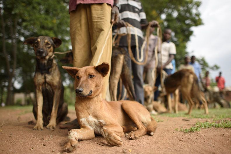 OIPA KENYA LAUNCHES A NEW AMBITIOUS PROGRAM: ANTI-RABIES VACCINATIONS AND SPAY/NEUTER ASSISTANCE