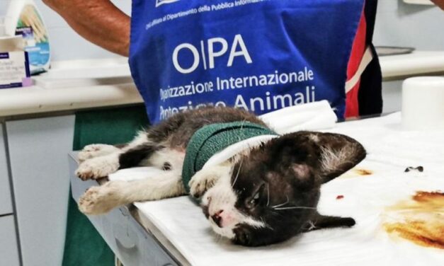 SALVO, 3 MONTHS OLD KITTEN, RESCUED BY THE VOLUNTEERS OF OIPA ITALY IN EXTREME PAIN AND WITH A SEVERE INJURY TO HIS PAW