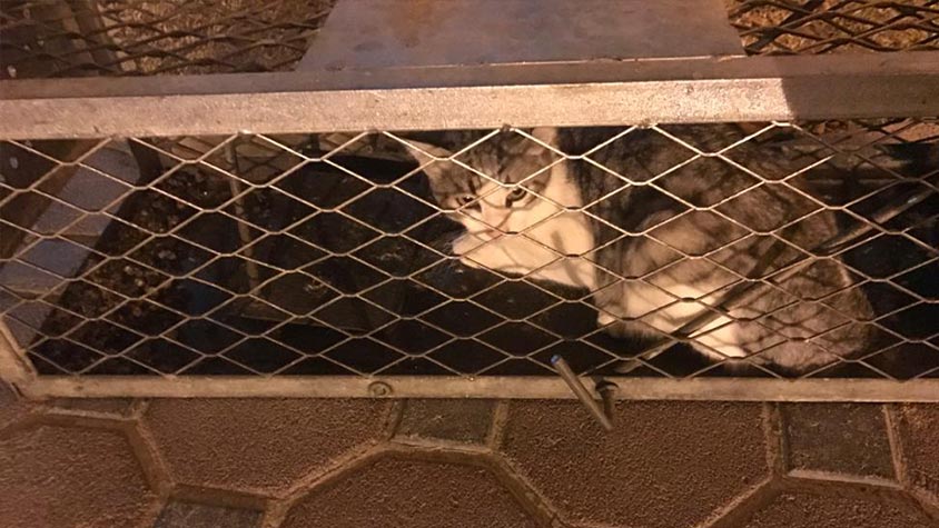 DUBAI, THE BLAME GAME OF LOCAL AUTHORITIES: STRAYS LEFT WITHOUT FOOD AND WATER OR POISONED AND NO ONE IS TAKING RESPONSIBILITY