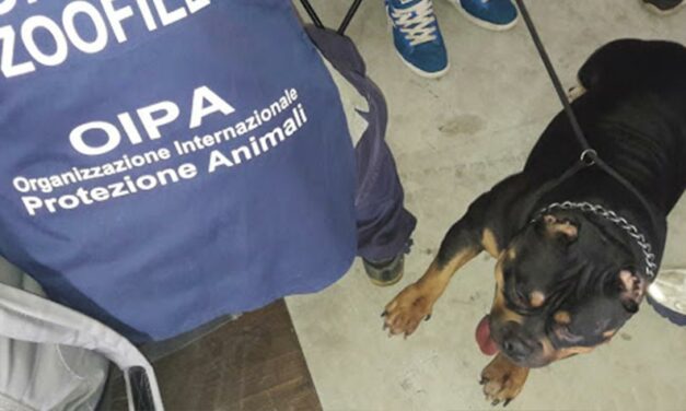 OPERATION “DIRTY BEAUTY”, INVESTIGATIONS BY OIPA ANIMAL CONTROL OFFICERS OVER THE ILLEGAL PRACTISE OF THE EAR CROPPING AND TAIL DOCKING IN ITALY