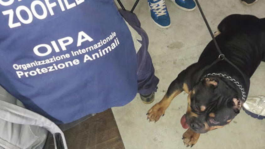 OPERATION “DIRTY BEAUTY”, INVESTIGATIONS BY OIPA ANIMAL CONTROL OFFICERS OVER THE ILLEGAL PRACTISE OF THE EAR CROPPING AND TAIL DOCKING IN ITALY