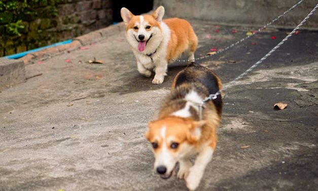 DOG WALKING BAN: IS WEIXIN (CHINA) RECONSIDERING ITS DECISION AFTER SOCIAL MEDIA BACKLASH?