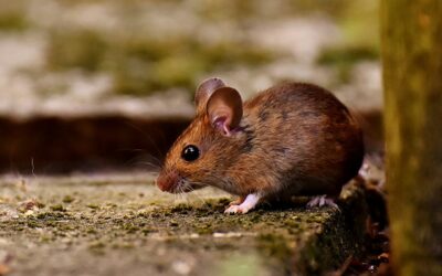 OIPA INDIA BATTLES AGAINST THE USE OF GLUE TRAPS FOR RODENTS