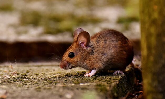 OIPA INDIA BATTLES AGAINST THE USE OF GLUE TRAPS FOR RODENTS