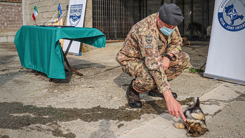 KOSOVO, THE ITALIAN ARMY “DEPLOYED” TO HELP STRAYS IN DECANI AND JUNIK: DONATIONS FOR NEUTERING AND VACCINATIONS. OIPA INTERNATIONAL WILL SUPPORT THE PROJECT