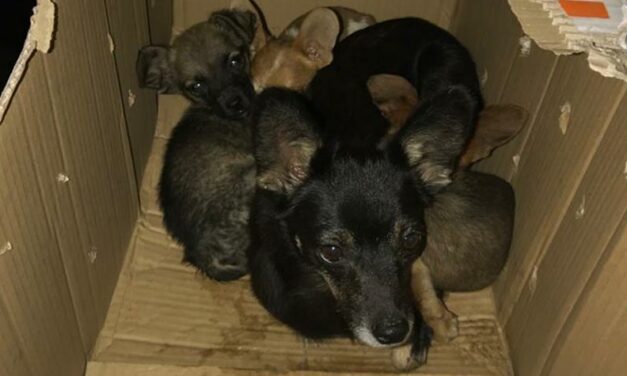 A MUM WITH FOUR PUPPIES CLOSED IN A CARTON BOX AND DOOMED TO DIE, FINALLY RESCUED BY OIPA ITALY’S VOLUNTEERS. NOW THEY NEED MEDICAL CARE TO SURVIVE