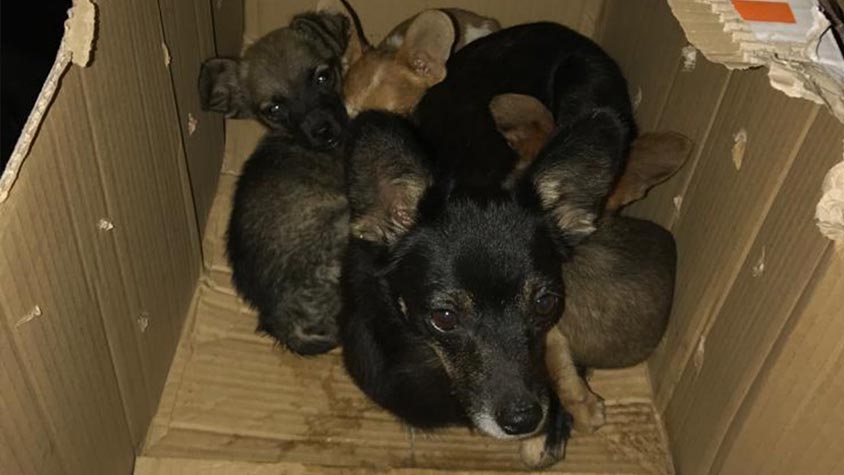 A MUM WITH FOUR PUPPIES CLOSED IN A CARTON BOX AND DOOMED TO DIE, FINALLY RESCUED BY OIPA ITALY’S VOLUNTEERS. NOW THEY NEED MEDICAL CARE TO SURVIVE