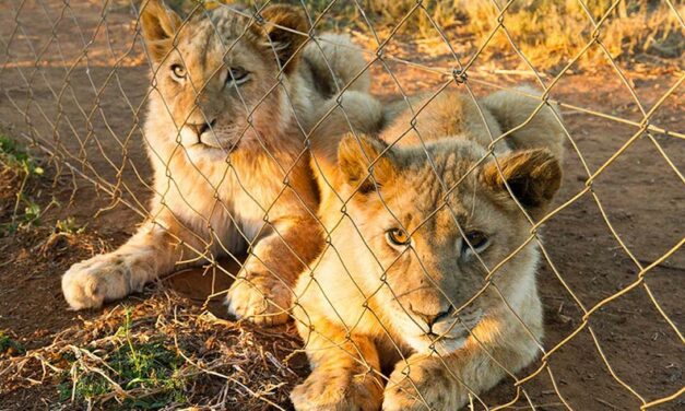 OIPA INTERNATIONAL AND OTHER NGOS PRESS THE SOUTH AFRICA GOVERNMENT TO BAN CAPTIVE LION BREEDING INDUSTRY AND ITS ASSOCIATED ACTIVITIES