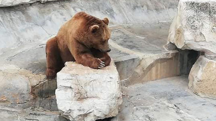 ANIMALS HELD IN A DREADFUL STATE AT BELVEDERE ZOO IN TUNIS
