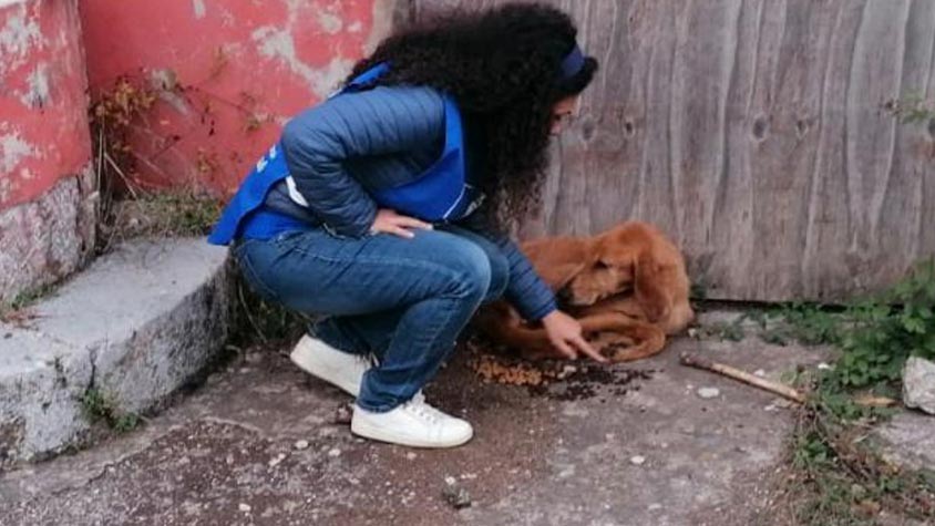 PLUTO AND THE WILL TO SURVIVE: SENTENCED TO DEATH, HE WAS DRAGGING WITH THE LAST STRENGHTS LEFT. RESCUED BY OIPA’S ITALY VOLUNTEERS, HE IS NOW SAFE