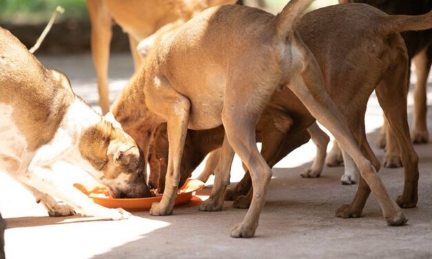 A CHALLENGING YEAR FOR ANIMAL RESCUE CAMBODIA: RESCUES, NEUTERING, VACCINATIONS, FEEDING AND ADOPTIONS FOR SO MANY STREET DOGS AND CATS