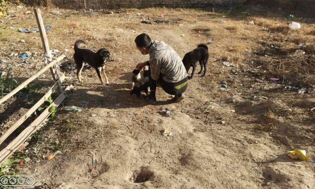 STRAY DOGS IN NEPAL: NAWRC – OIPA NEPAL LOOK AFTER THEM WITH A NEUTERING AND VACCINATION PROGRAM