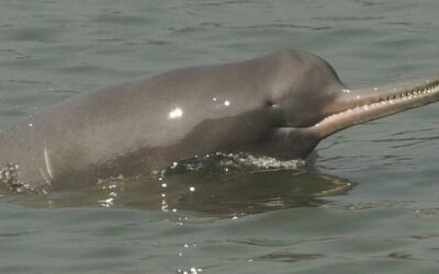 THREE MEN FILMED BEATING GANGES RIVER DOLPHIN TO DEATH ARRESTED. OIPA INDIA REMINDS THAT THOSE ANIMALS ARE A NATIONAL HERITAGE THAT MUST BE PROTECTED