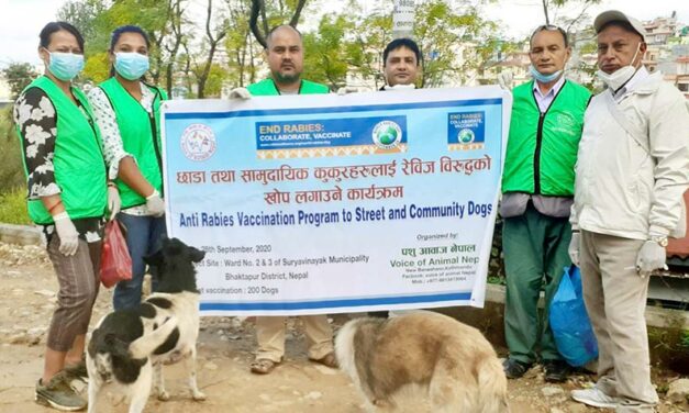 LET’S START WITH THE ABC! THE ANIMAL BIRTH CONTROL PROGRAM FOR STRAY DOGS OF VOICE OF ANIMAL NEPAL: SPAY/NEUTER AND ANTI RABIES VACCINATION ACTIVITIES