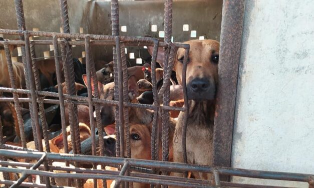 MINIVAN CARRYING 61 DOGS TO AN ILLEGAL SLAUGHTERHOUSE INTERCEPTED IN CAMBODIA