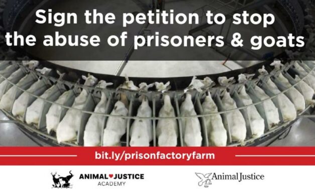 STOP CANADA’S PRISON FACTORY FARM PROJECT!