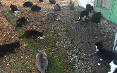 COMMUNITY CATS NEGLECTED IN THE FRENCH ISLAND OF CORSICA: OIPA’S VOLUNTEERS ASSIST THEM WITH FOOD, TREATMENTS AND STERILIZATIONS