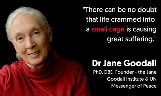 “END THE CAGE AGE”: JANE GOODALL AND OTHER 140 SCIENTISTS SUPPORT AN END TO CAGED FARMING THROUGHOUT THE EU