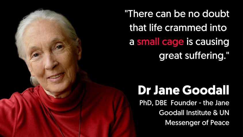 “END THE CAGE AGE”: JANE GOODALL AND OTHER 140 SCIENTISTS SUPPORT AN END TO CAGED FARMING THROUGHOUT THE EU