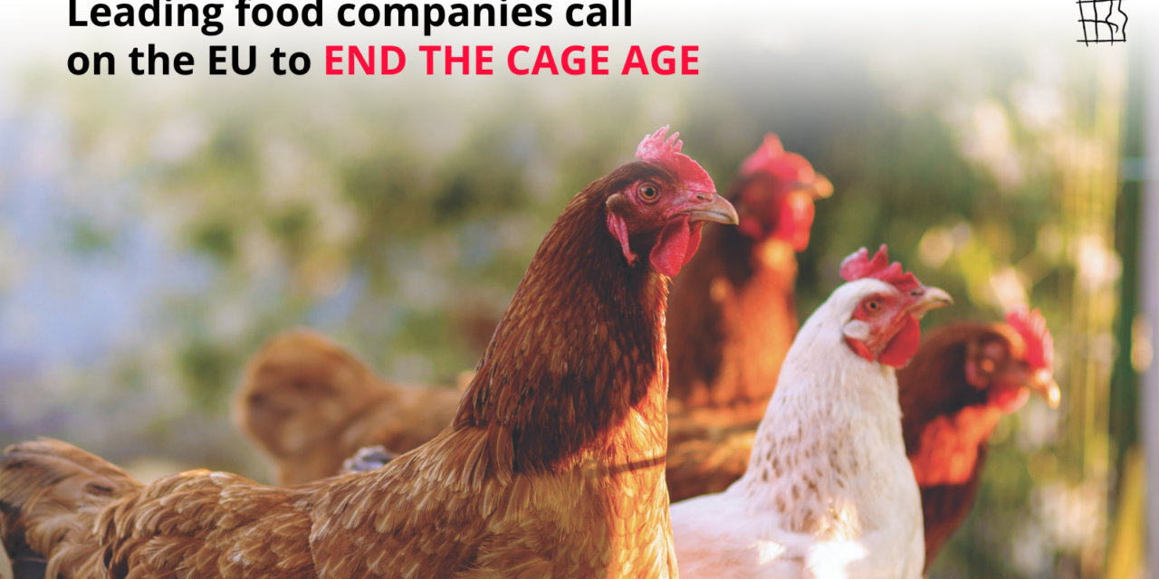 LEADING FOOD COMPANIES CALL ON THE EU TO END THE CAGE AGE