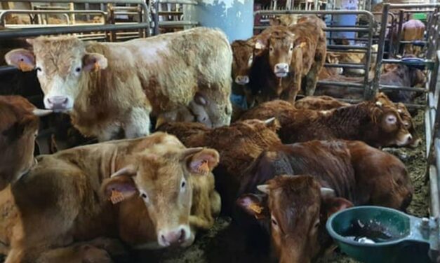 CATTLE ABOARD VESSELS FOR MORE THAN TWO MONTHS. OIPA INTERNATIONAL ASKS THE EUROPEAN COMMISSION TO INVESTIGATE AND STOP LIVE TRANSPORT