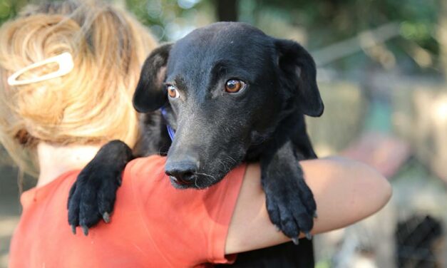 A SECURE PLACE FOR ABANDONED DOGS AND CATS IN SERBIA. HELP THEM KEEP HOPING FOR A BETTER FUTURE