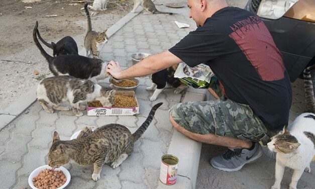 DUBAI, THE CITY OF LUXURY AND OSTENTATION IS INSTEAD A TERRIBLE HELL FOR STRAYS. RAISE YOUR VOICE AND HELP US STOP THE MASSACRE