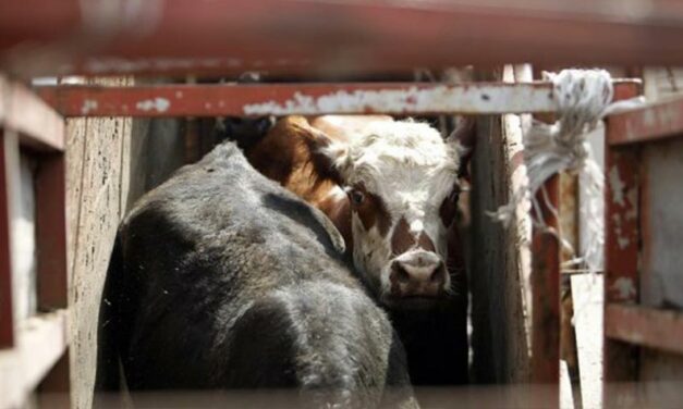 CATTLE ABOARD ELBEIK: AFTER THREE MONTHS, ORDER TO DOCK IN CARTAGENA. OIPA INTERNATIONAL WRITES TO THE SPANISH MINITRY OF AGRICULTURE, FISHERIES AND FOOD NOT TO REPEAT A SECOND KARIM-ALLAH