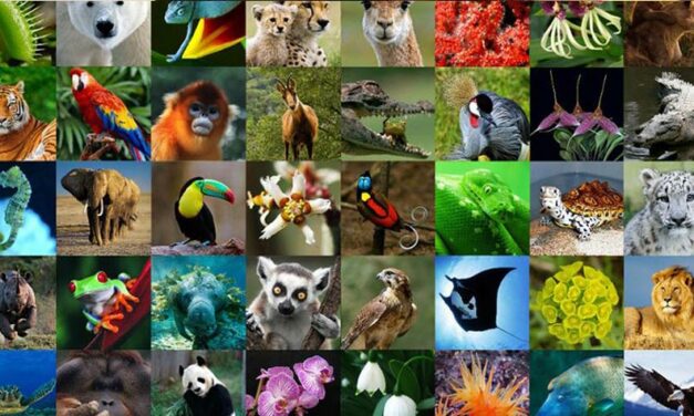 WORLD WILDLIFE DAY: A DAY TO CELEBRATE WORLD’S WILD ANIMALS AND PLANTS