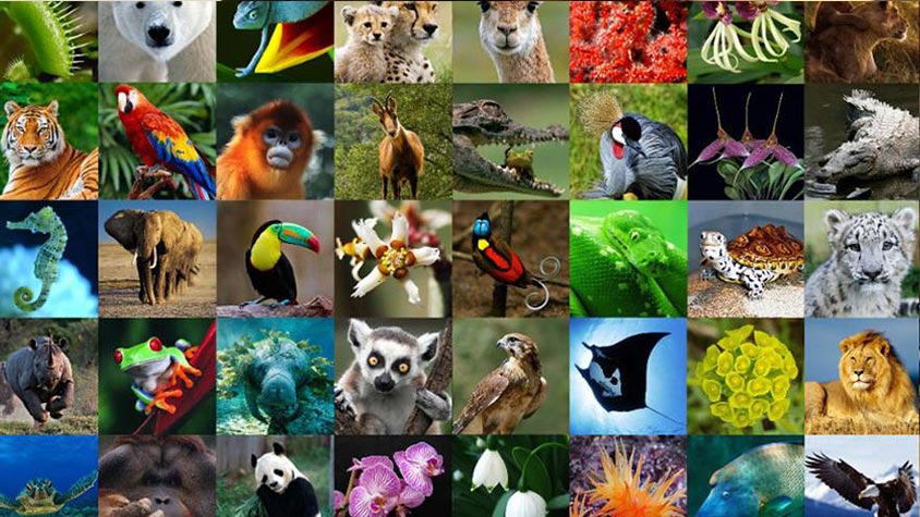 WORLD WILDLIFE DAY: A DAY TO CELEBRATE WORLD’S WILD ANIMALS AND PLANTS